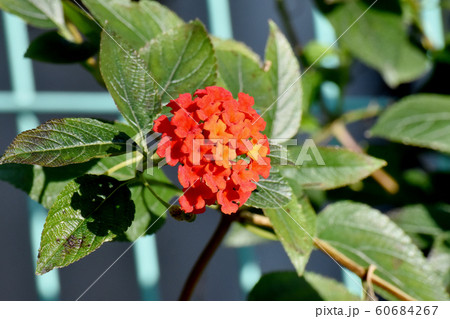 三鷹中原に咲くランタナ(シチヘンゲ)の花 60684267
