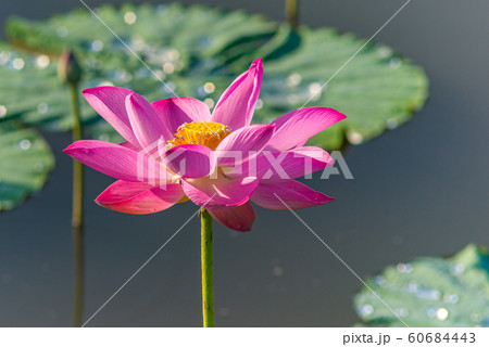Close up photo of beautiful blooming lotus on water Close up photo of beautiful blooming lotus on water 60684443