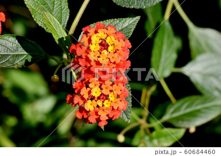 三鷹中原に咲くランタナ(シチヘンゲ)の花 三鷹中原に咲くランタナ(シチヘンゲ)の花 60684460
