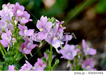 三鷹中原に咲く紫色の宿根ネメシアの花の写真素材