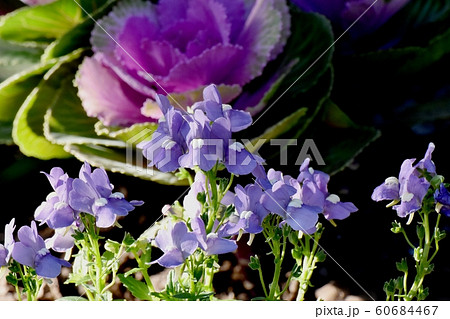 三鷹中原に咲く青紫色の宿根ネメシアの花 三鷹中原に咲く青紫色の宿根ネメシアの花 60684467