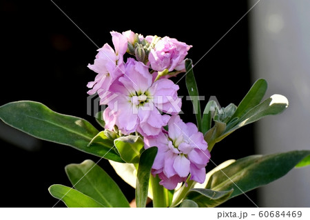 三鷹中原に咲く紫色ストックの花 三鷹中原に咲く紫色ストックの花 60684469
