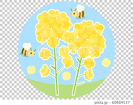 Rape flower 6 Rape flower 6 60684537