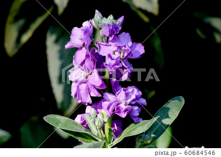 三鷹中原に咲く紫色のストックの花 60684546