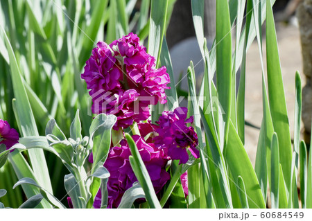 三鷹中原に咲く赤紫色ののストック 60684549