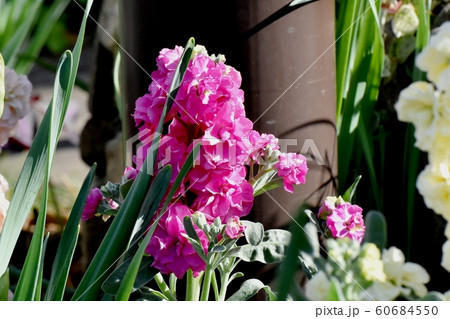 三鷹中原に咲くピンクのストック 三鷹中原に咲くピンクのストック 60684550