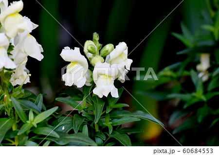 三鷹中原に咲く白いキンギョソウの花 三鷹中原に咲く白いキンギョソウの花 60684553