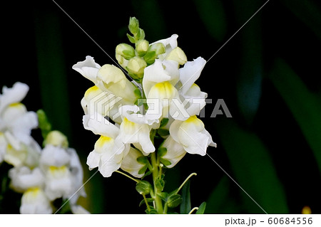 三鷹中原に咲く白いキンギョソウの花 60684556