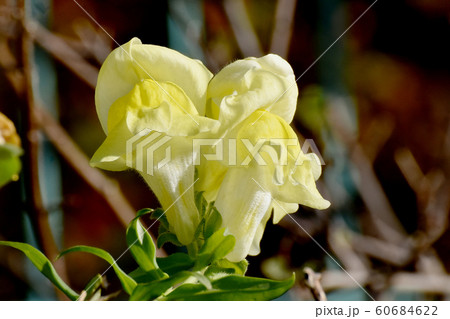 三鷹中原に咲く黄色いキンギョソウの花 三鷹中原に咲く黄色いキンギョソウの花 60684622