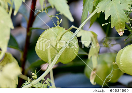 三鷹中原になるフウセンカズラ 60684690