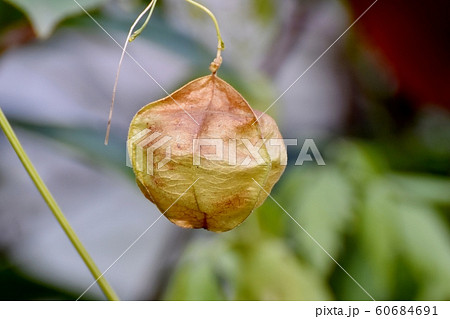 三鷹中原になるフウセンカズラ 60684691