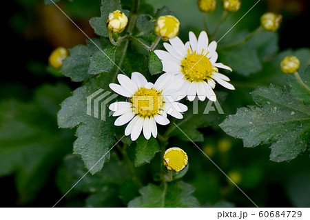 三鷹中原に咲く白いキクの花 60684729