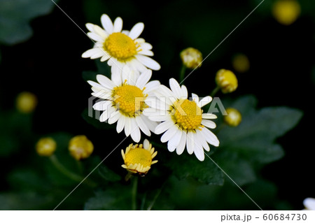 三鷹中原に咲く白いキクの花 60684730