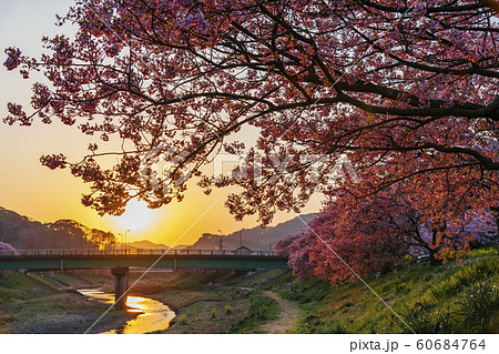 【河津桜　南伊豆町】 60684764