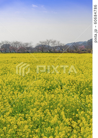 【菜の花畑 南伊豆町】 【菜の花畑 南伊豆町】 60684786