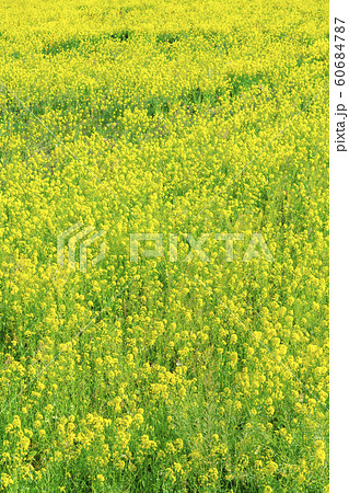 【菜の花畑　南伊豆町】 60684787