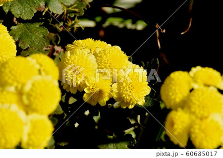 三鷹中原に咲く黄色いキク（スプレーマム）の花 60685017