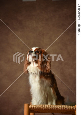 キャバリア 60685037