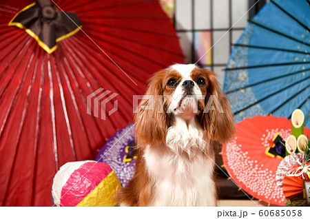 キャバリア キャバリア 60685058