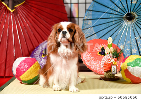 キャバリア 60685060