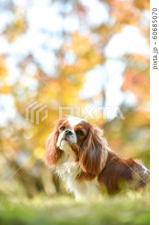 キャバリア 60685070