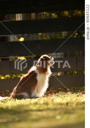 キャバリア 60685122