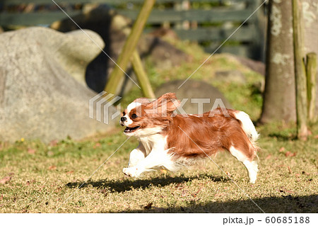 キャバリア キャバリア 60685188