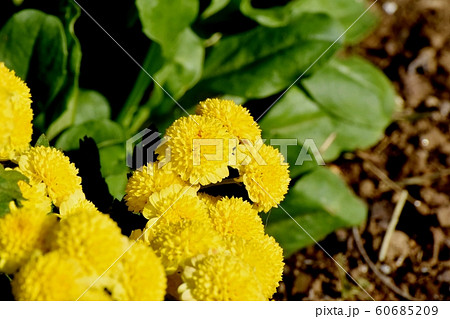 三鷹中原に咲く黄色いキク（スプレーマム）の花 60685209