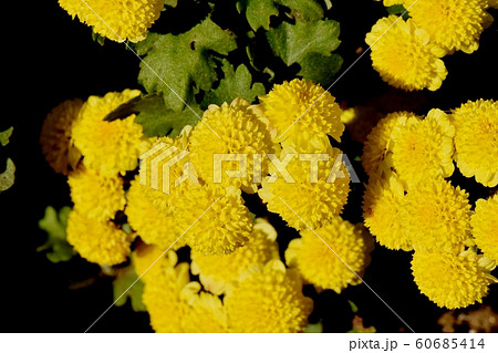 三鷹中原に咲く黄色いキク（スプレーマム）の花 60685414
