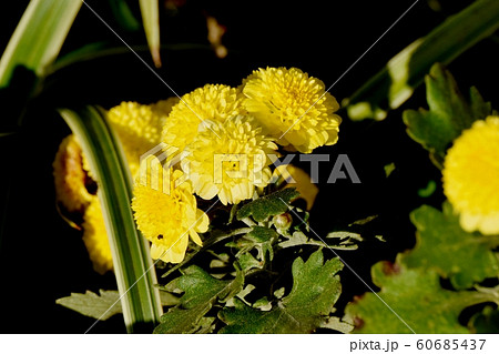 三鷹中原に咲く黄色いキク（スプレーマム）の花 60685437