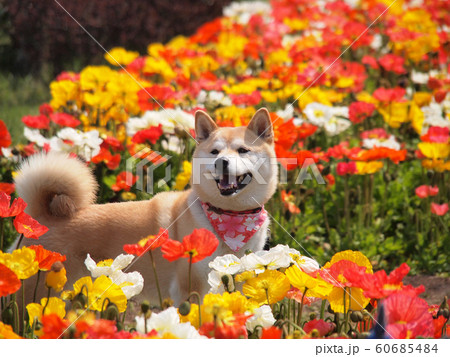 カラフル花壇と柴犬 カラフル花壇と柴犬 60685484