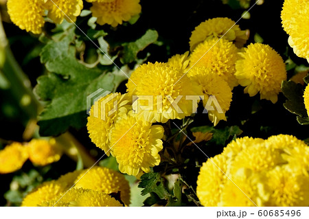 三鷹中原に咲く黄色いキク（スプレーマム）の花 60685496