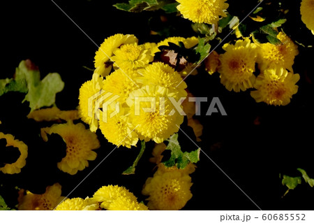 三鷹中原に咲く黄色いキク（スプレーマム）の花 60685552
