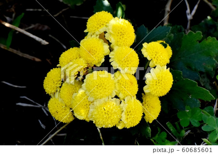 三鷹中原に咲く黄色いキク（スプレーマム）の花 60685601