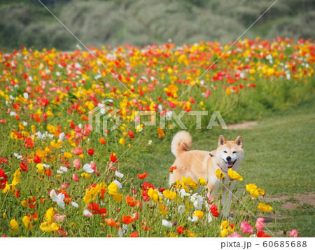 ポピー畑の柴犬 60685688