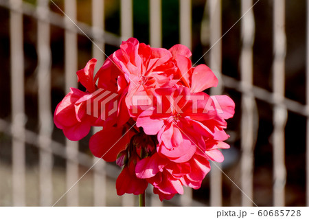 三鷹中原に咲くピンクのゼラニウムの花 三鷹中原に咲くピンクのゼラニウムの花 60685728