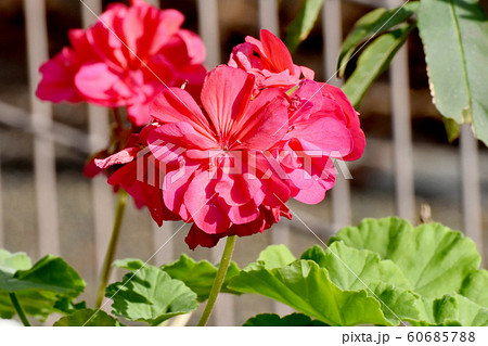 三鷹中原に咲くピンクのゼラニウムの花 三鷹中原に咲くピンクのゼラニウムの花 60685788