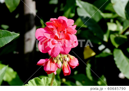 三鷹中原に咲くピンクのゼラニウムの花 三鷹中原に咲くピンクのゼラニウムの花 60685790
