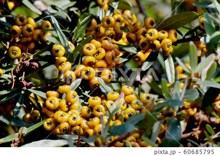 三鷹中原に咲くオレンジ色のピラカンサ(タチバナモドキ) 三鷹中原に咲くオレンジ色のピラカンサ(タチバナモドキ) 60685795