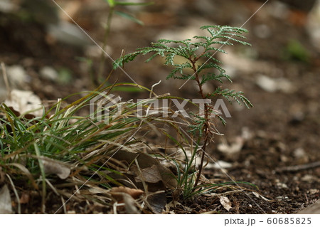 自然　植物　サワラ、幼木です。しっかりした葉が出てきているので実生から数年でしょうか？① 60685825