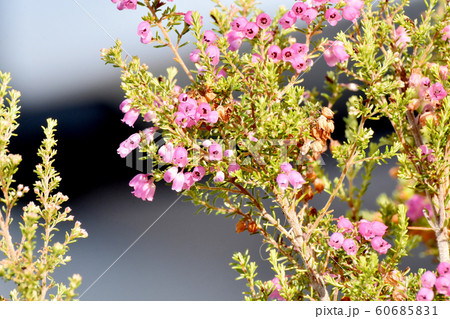 三鷹中原に咲くピンクのジャノメエリカ 60685831