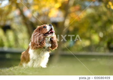 キャバリア 60686409