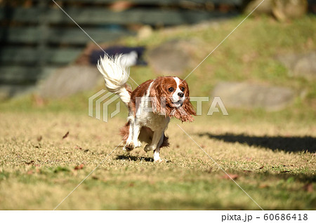 キャバリア キャバリア 60686418