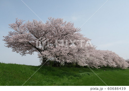 淀川河川公園~長柄地区~ 淀川河川公園~長柄地区~ 60686439