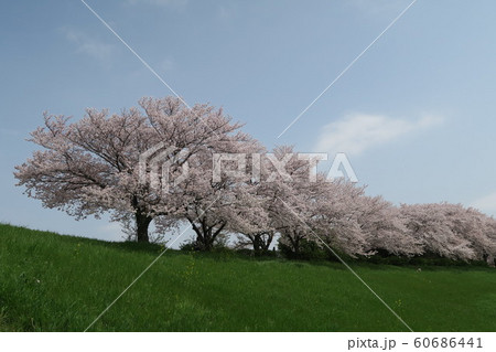 淀川河川公園～長柄地区～ 60686441
