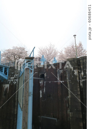 旧毛馬第一閘門の桜 60686451