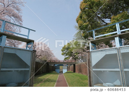 旧毛馬第一閘門の桜 60686453