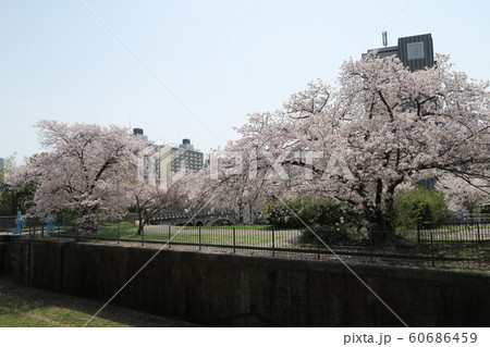 旧毛馬第一閘門の桜 旧毛馬第一閘門の桜 60686459