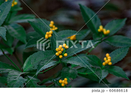 キミノセンリョウ 60686618