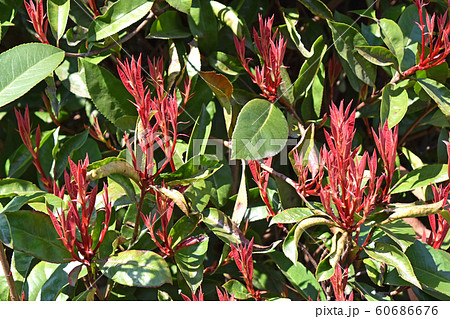 カナメモチ（要黐） 60686676